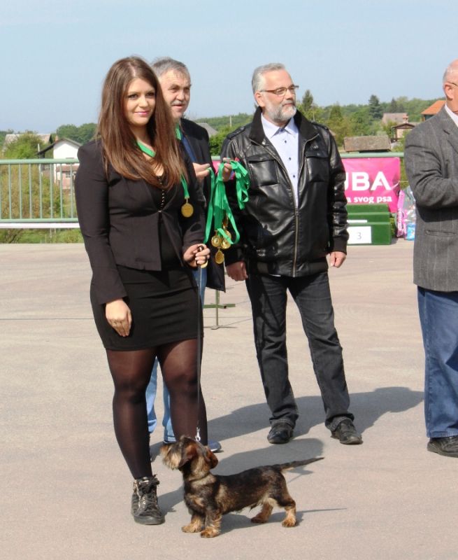 izložba_pasa_7 izložba_pasa_7