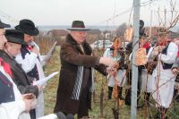 novosel